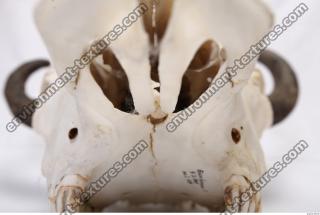 animal skull 0037